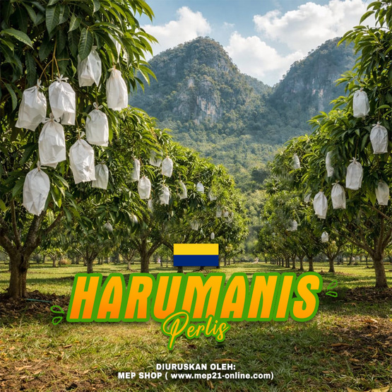 Harumanis dari Negeri Perlis