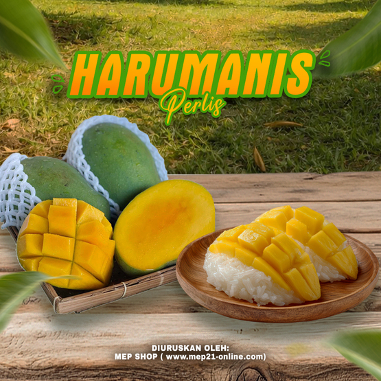 Harumanis dari Negeri Perlis